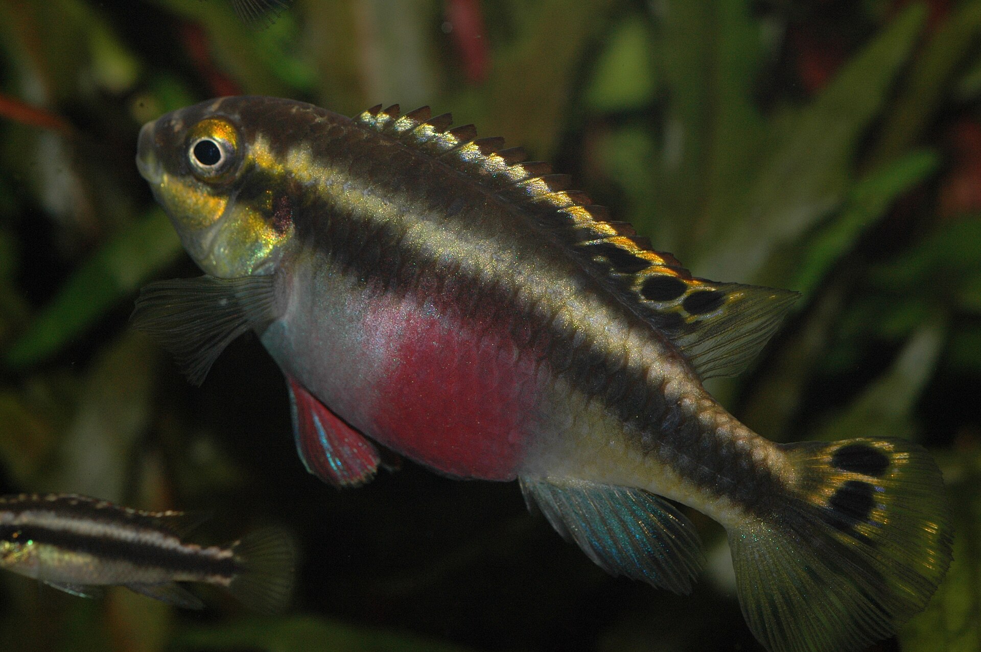 Kribensis (Pelvicachromis pulcher)