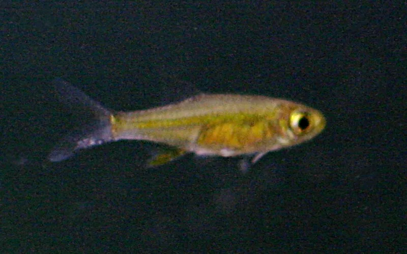 Kubota's Rasbora (Microdevario kubotai)