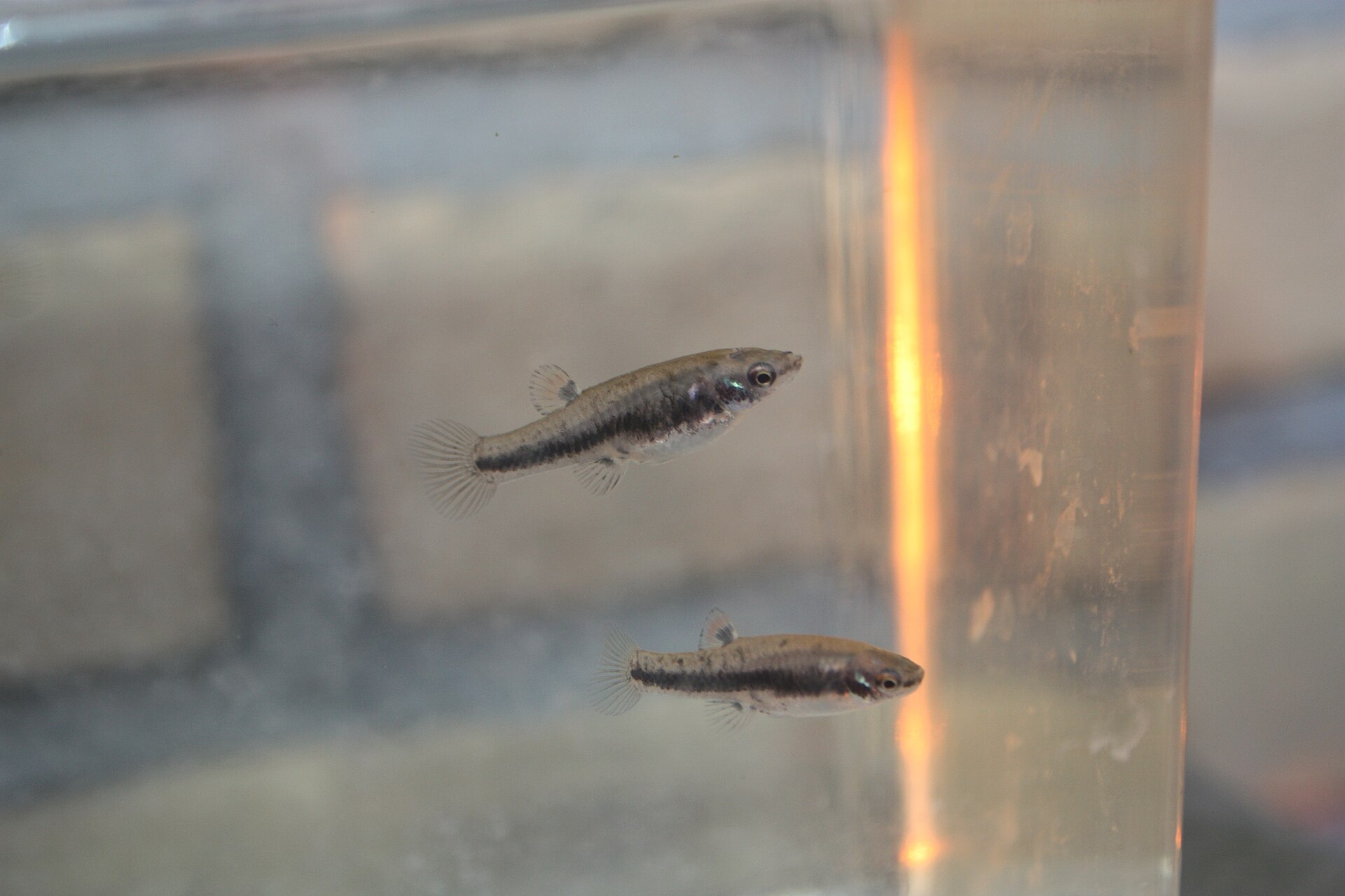 Close view of Least Killifish (Heterandria formosa)