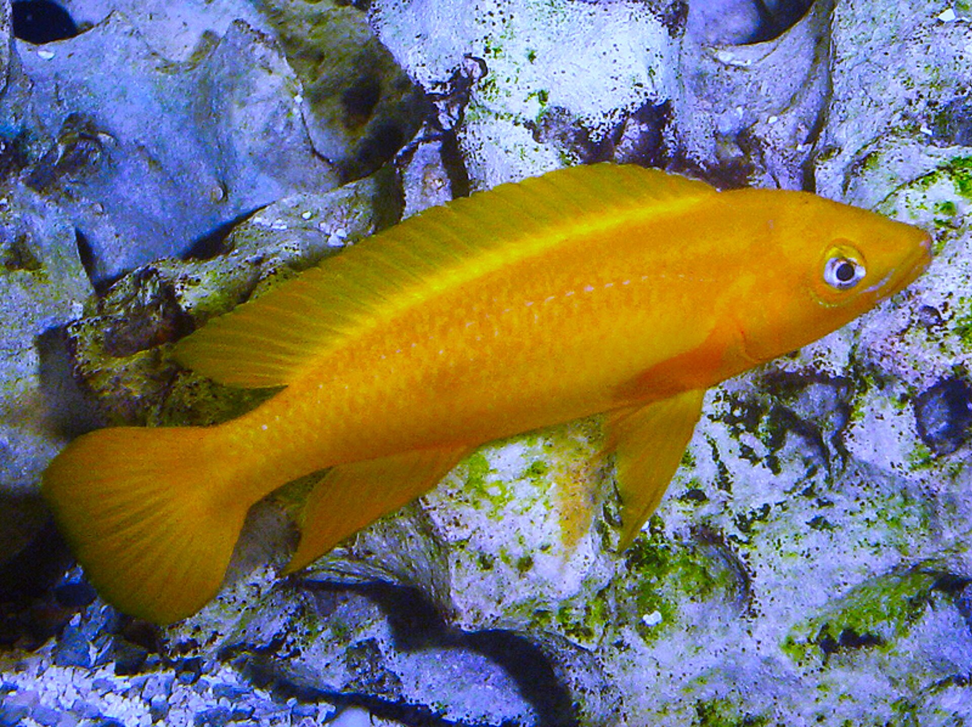 Lemon Cichlid (Neolamprologus leleupi)