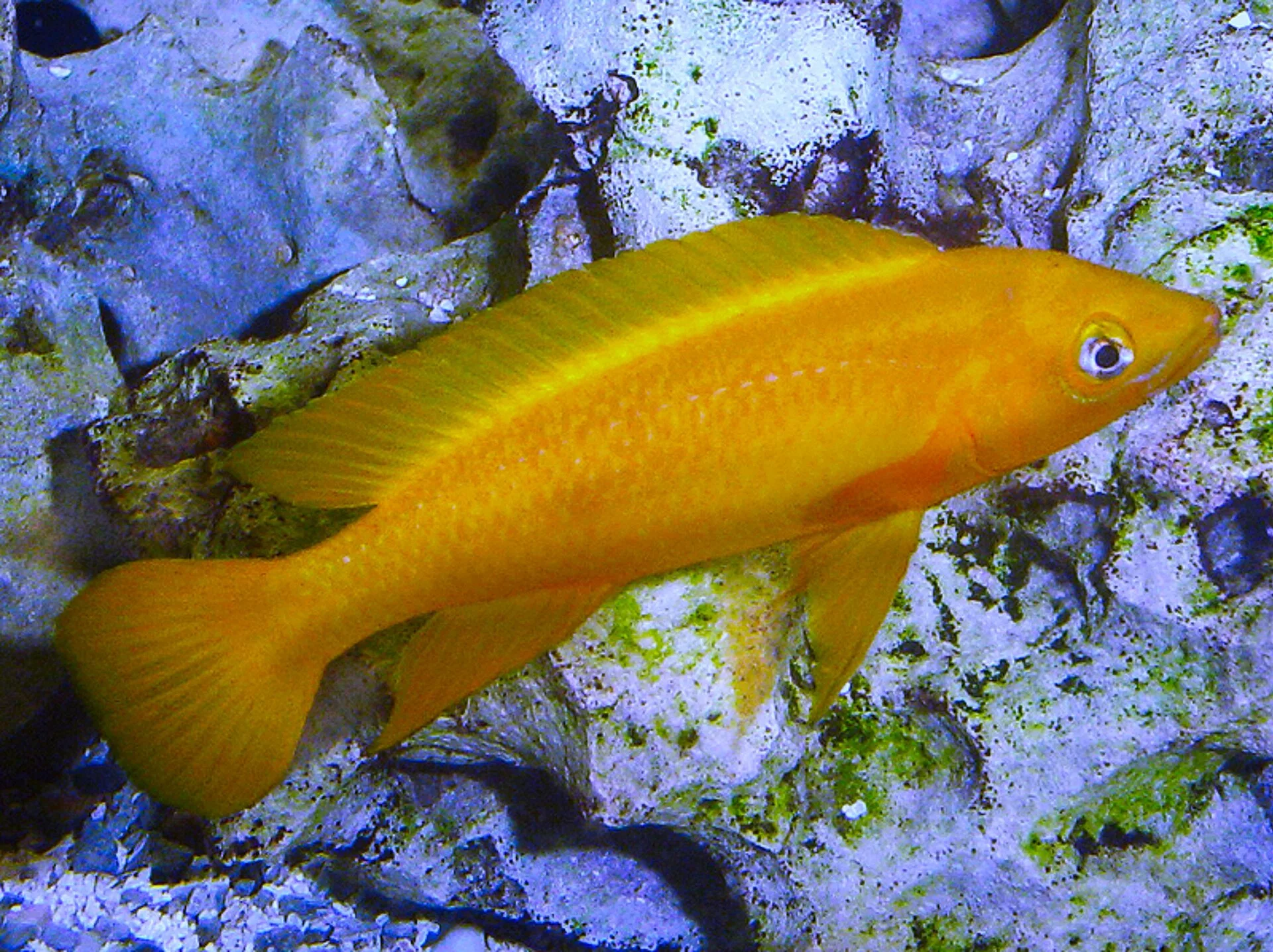 Lemon Cichlid (Neolamprologus leleupi)
