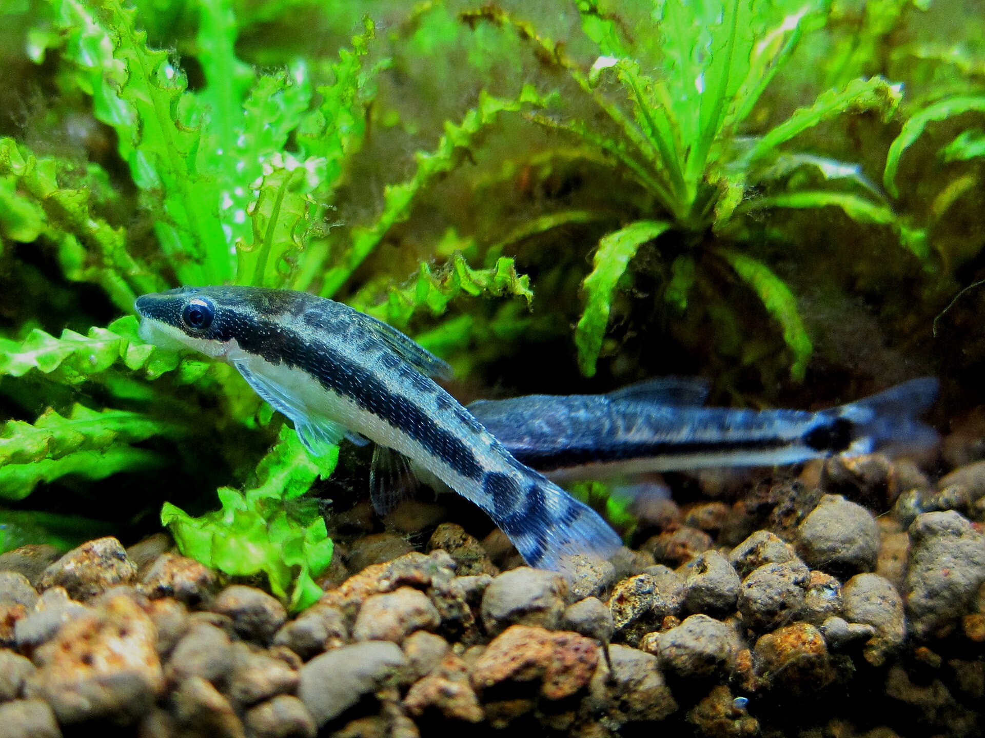 Macrotocinclus Affinis (Macrotocinclus affinis)