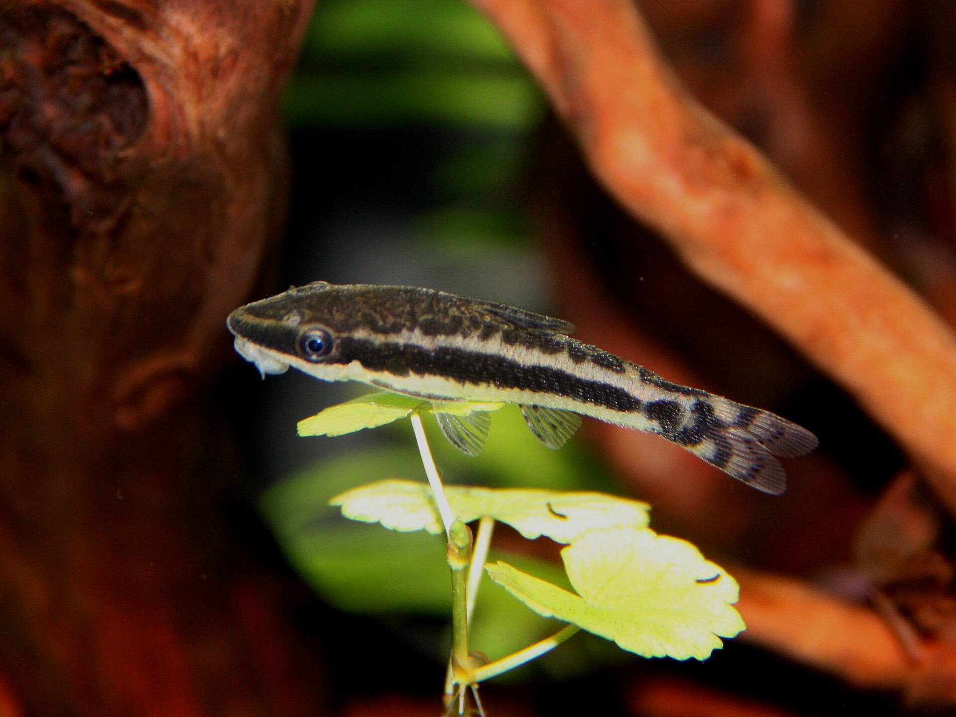 Macrotocinclus Affinis (Macrotocinclus affinis)