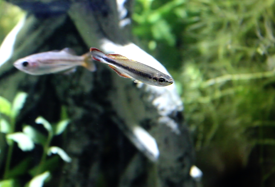 Close view of Madagascar Rainbowfish (Bedotia madagascariensis)