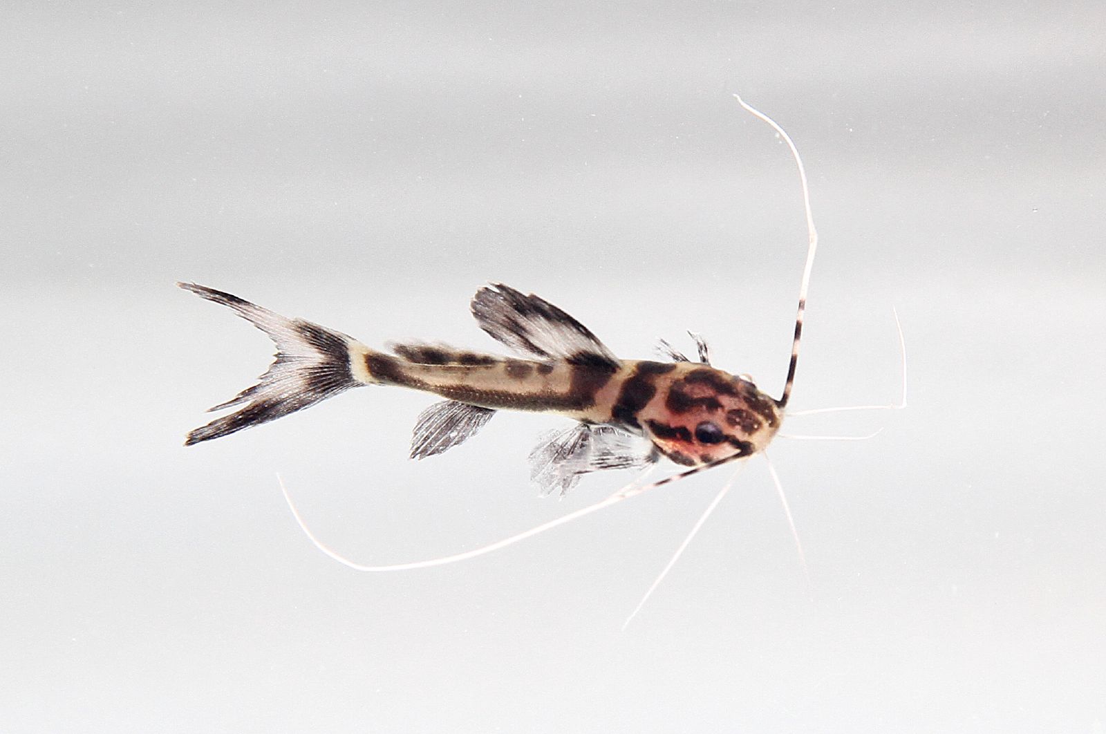 Marbled Catfish (Leiarius marmoratus)
