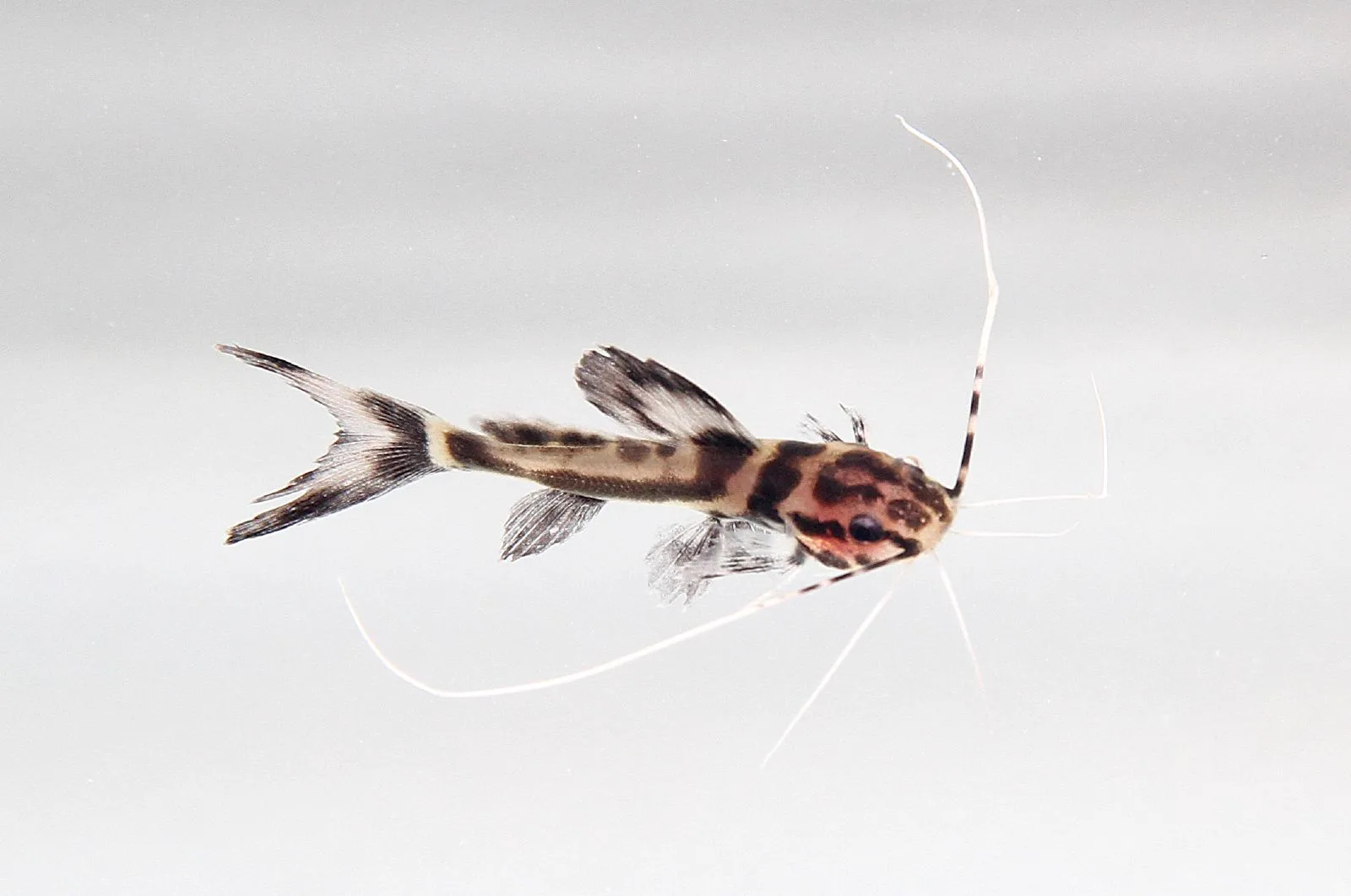 Marbled Catfish (Leiarius marmoratus)