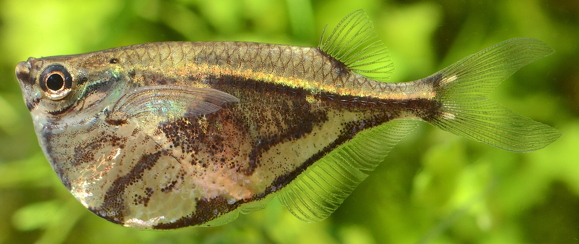 Marbled Hatchetfish (Carnegiella strigata)