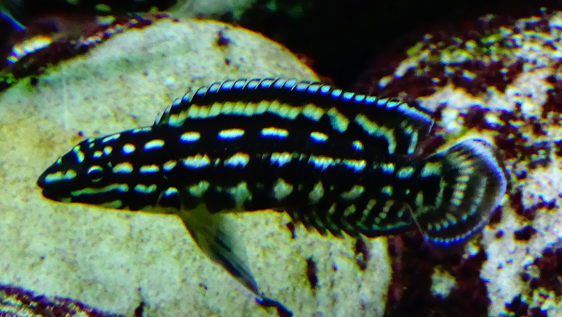 Marlier's Julie (Julidochromis marlieri)