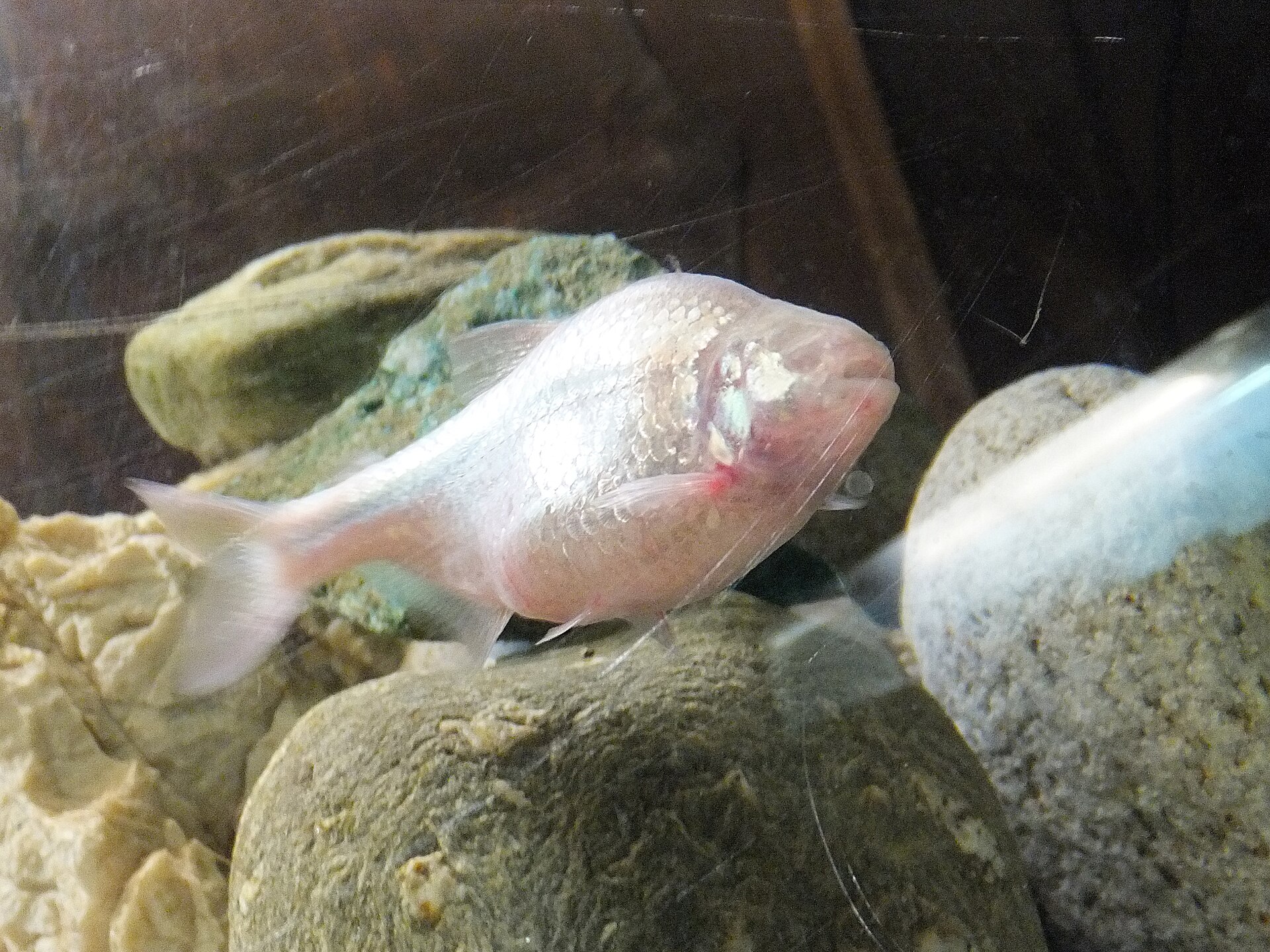 Mexican Tetra (Astyanax mexicanus)