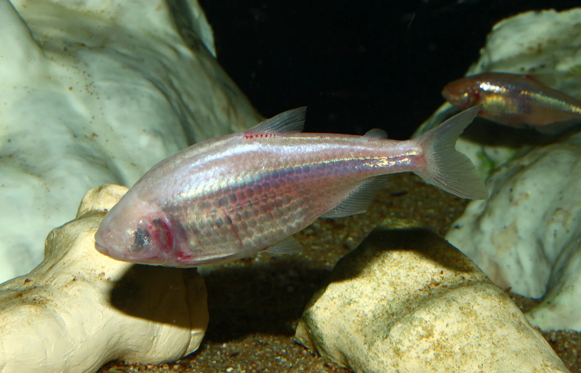 Mexican Tetra (Astyanax mexicanus)