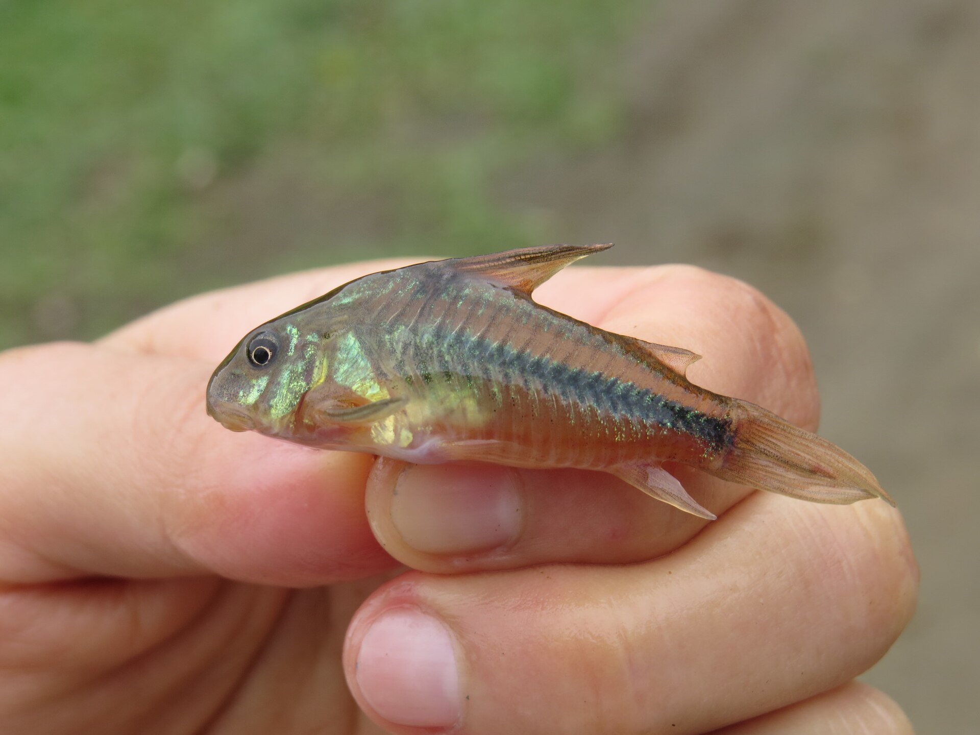 Natterer's Corydoras (Corydoras nattereri)