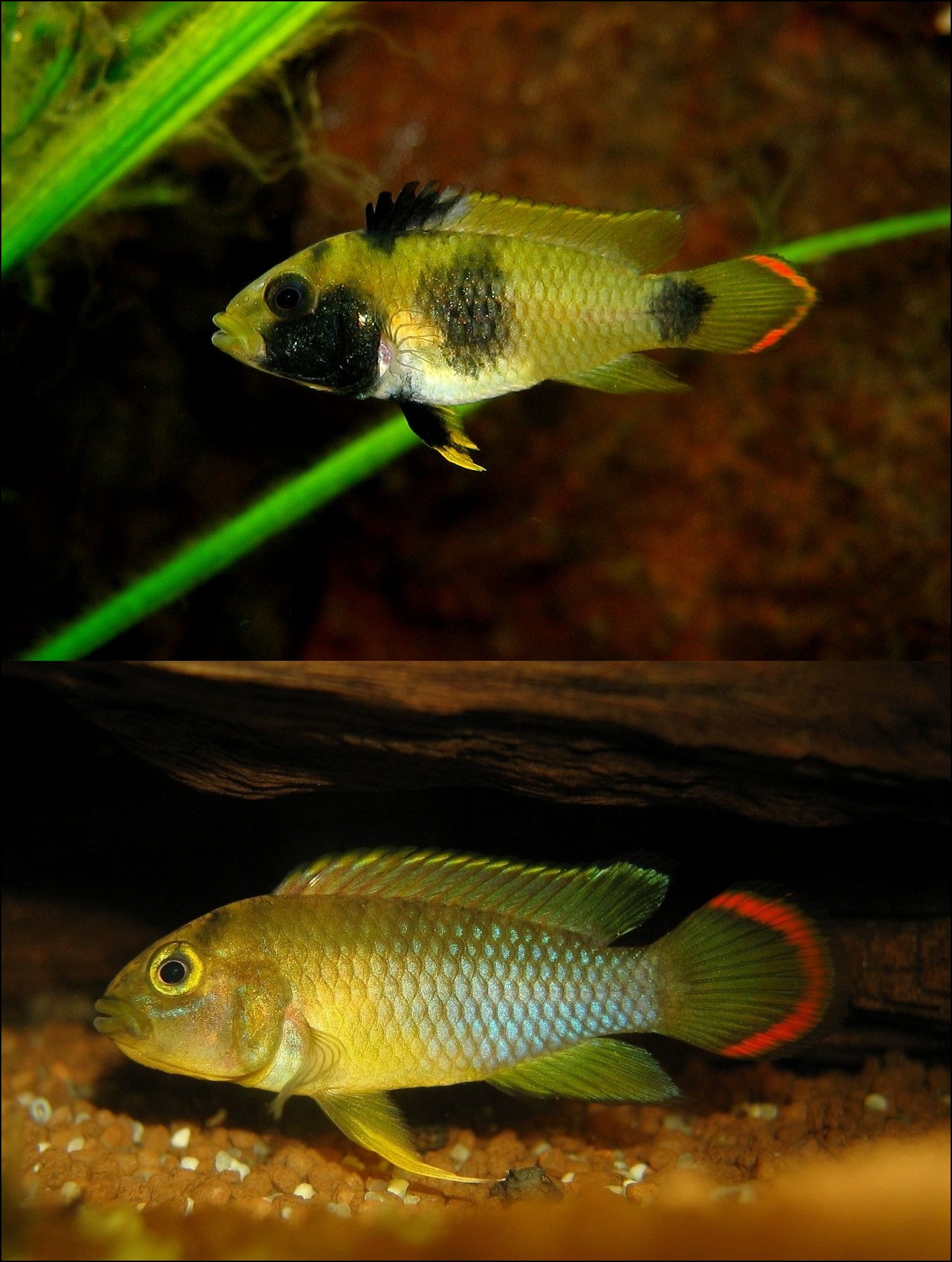 Nijssen's Apisto (Apistogramma nijsseni)