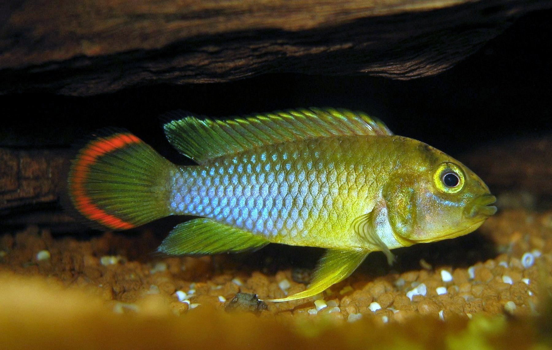 Nijssen's Apisto (Apistogramma nijsseni)