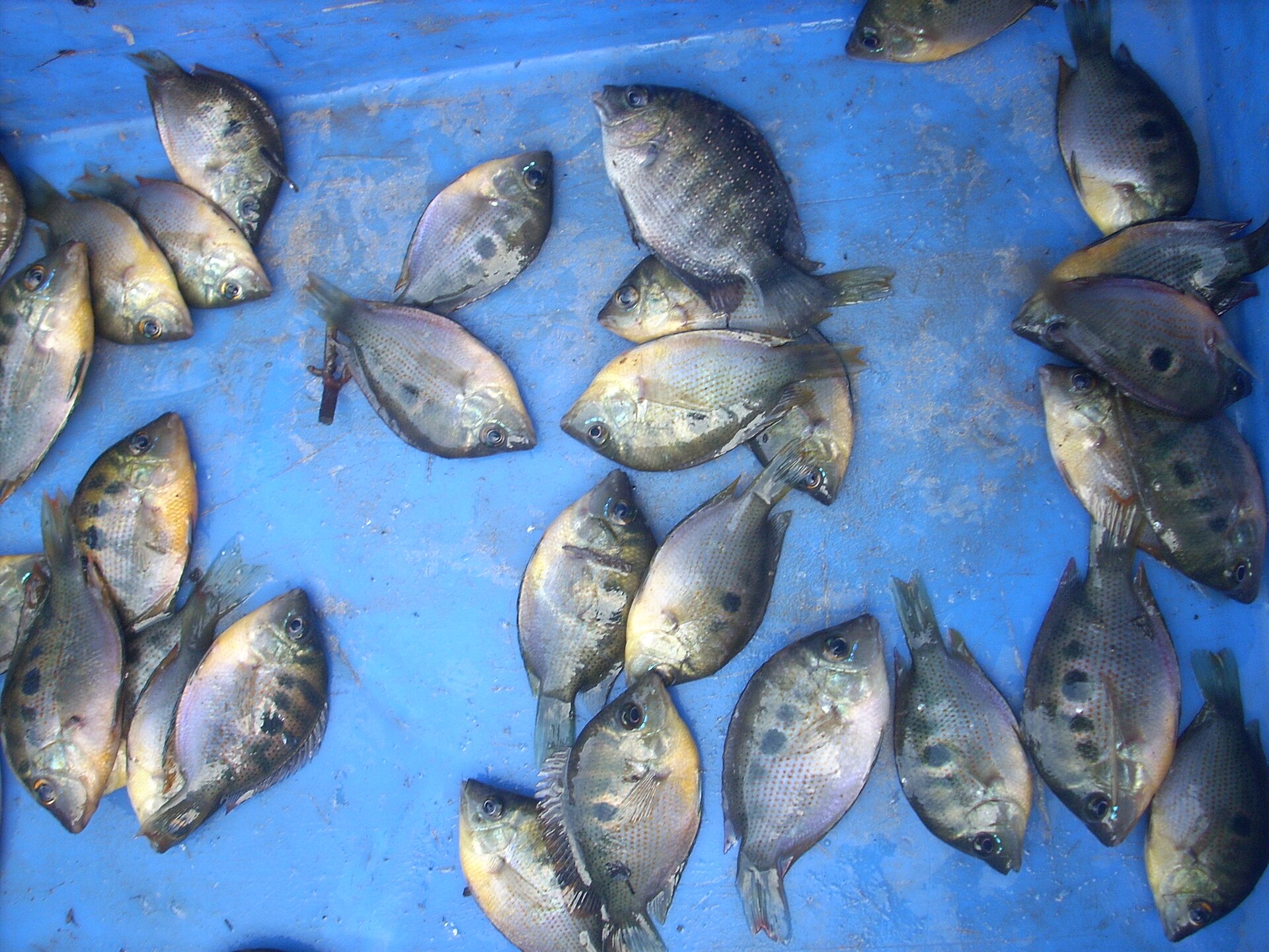 Close view of Orange Chromide (Etroplus maculatus)