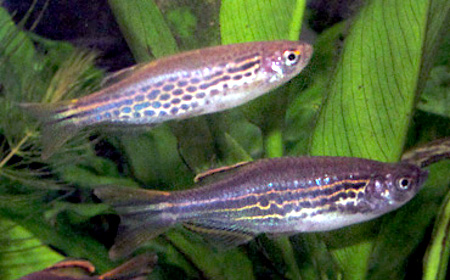 Orange-finned Danio (Danio kyathit)