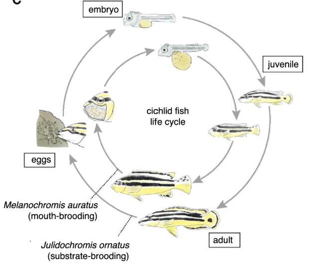 Ornate Julie (Julidochromis ornatus)