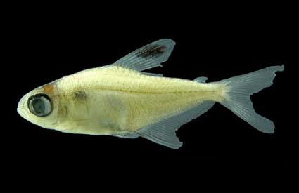 Ornate Tetra (Hyphessobrycon bentosi)