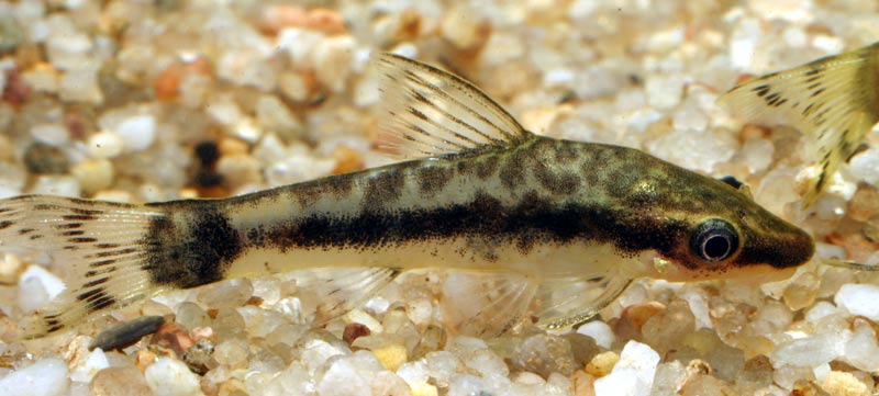 Otocinclus Macrospilus (Otocinclus macrospilus)