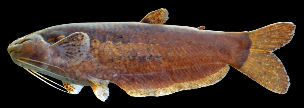 Otter Catfish (Helogenes marmoratus)
