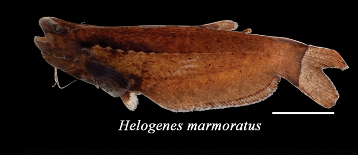 Otter Catfish (Helogenes marmoratus)
