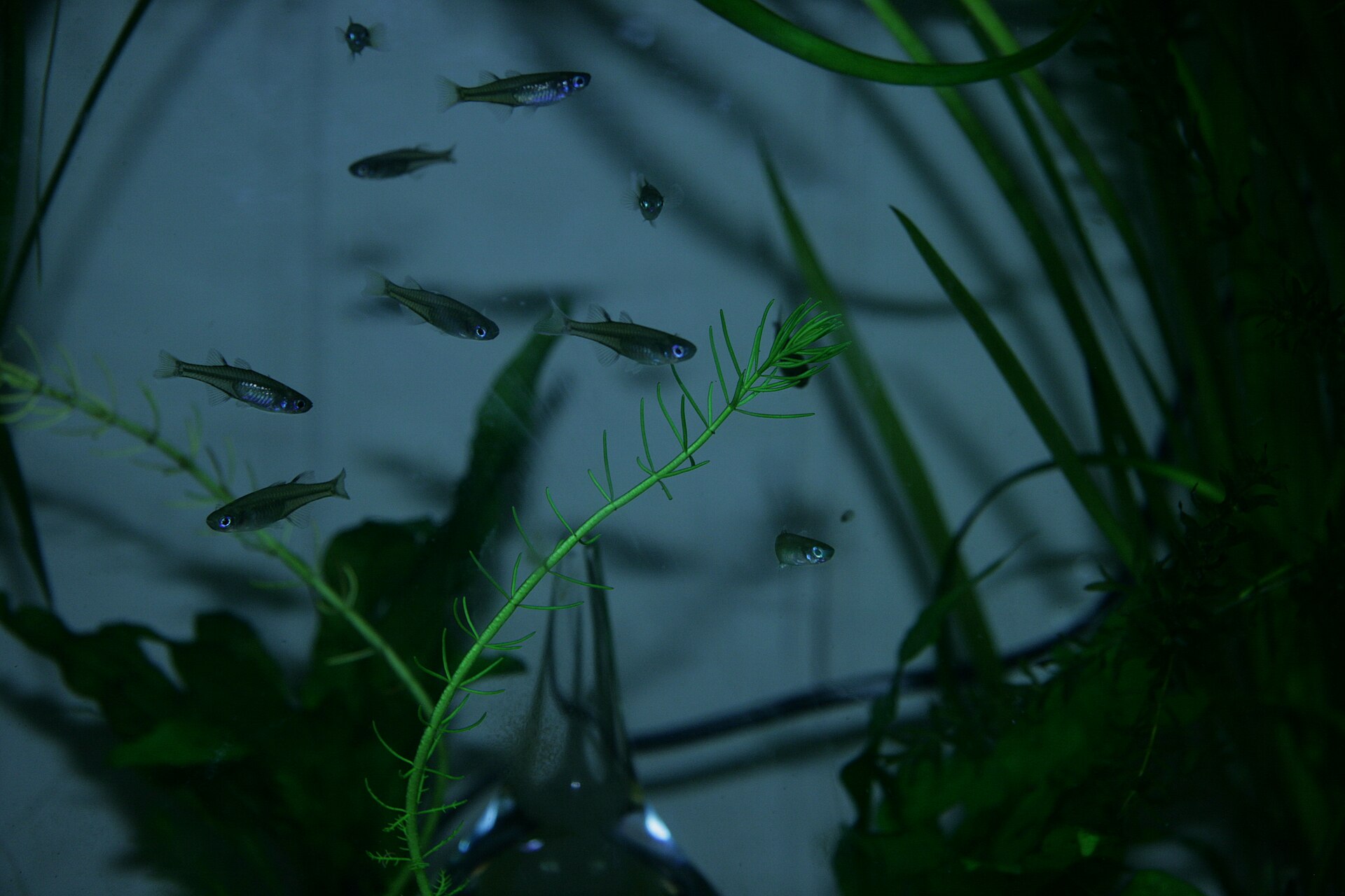 Close view of Pacific Blue-eye (Pseudomugil signifer)