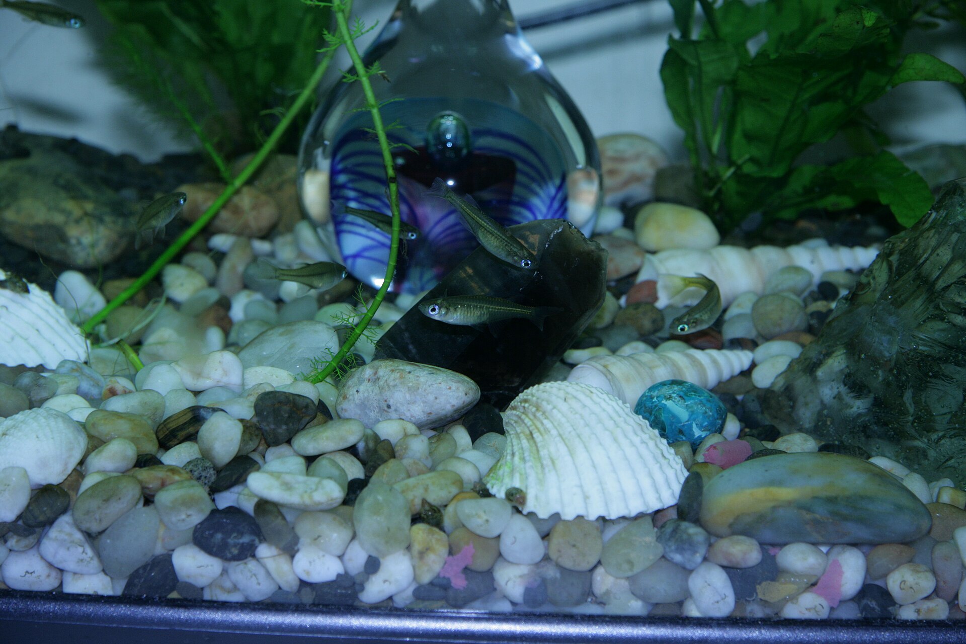 Pacific Blue-eye (Pseudomugil signifer)