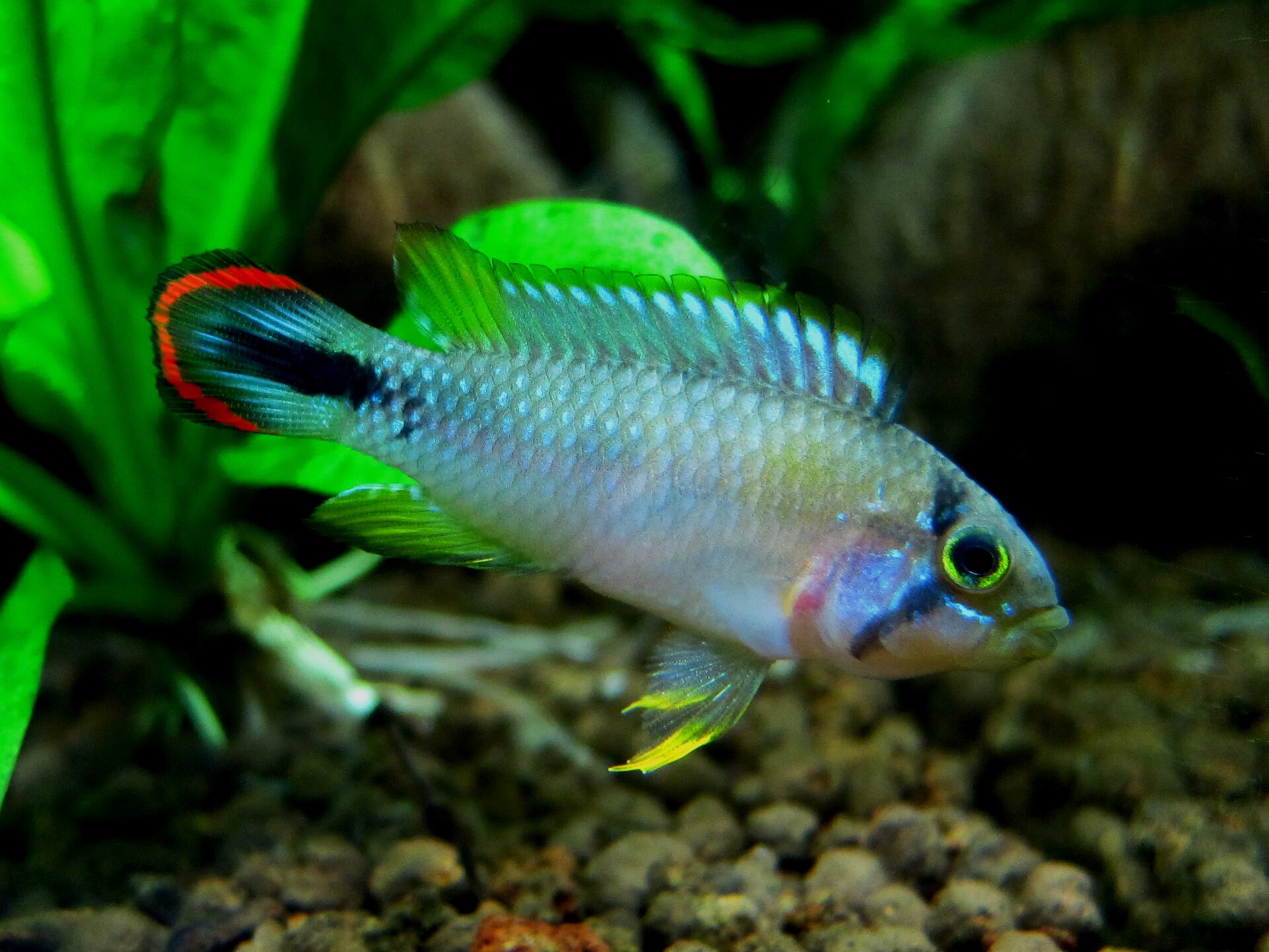 Panduro Apisto (Apistogramma panduro)