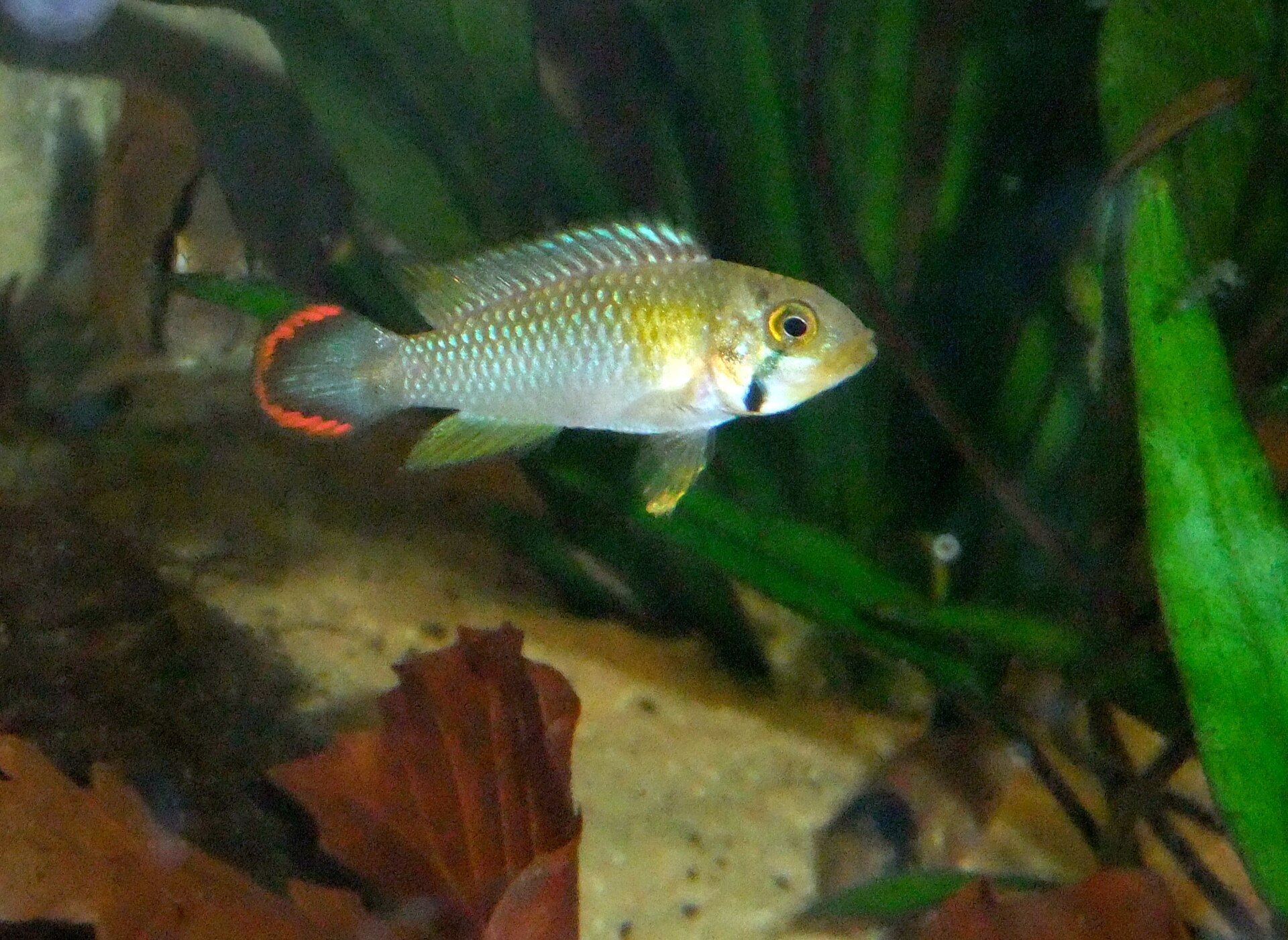Panduro Apisto (Apistogramma panduro)