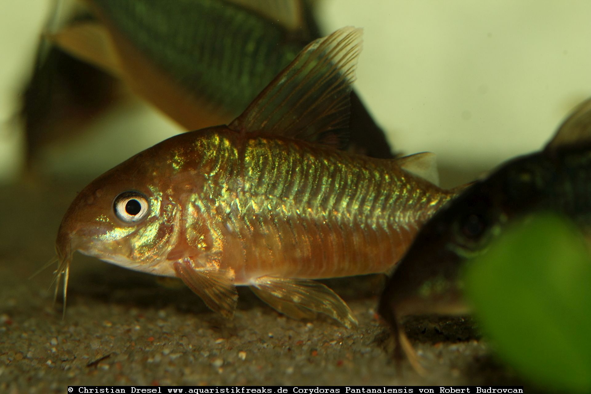 Pantanal Corydoras (Corydoras pantanalensis)