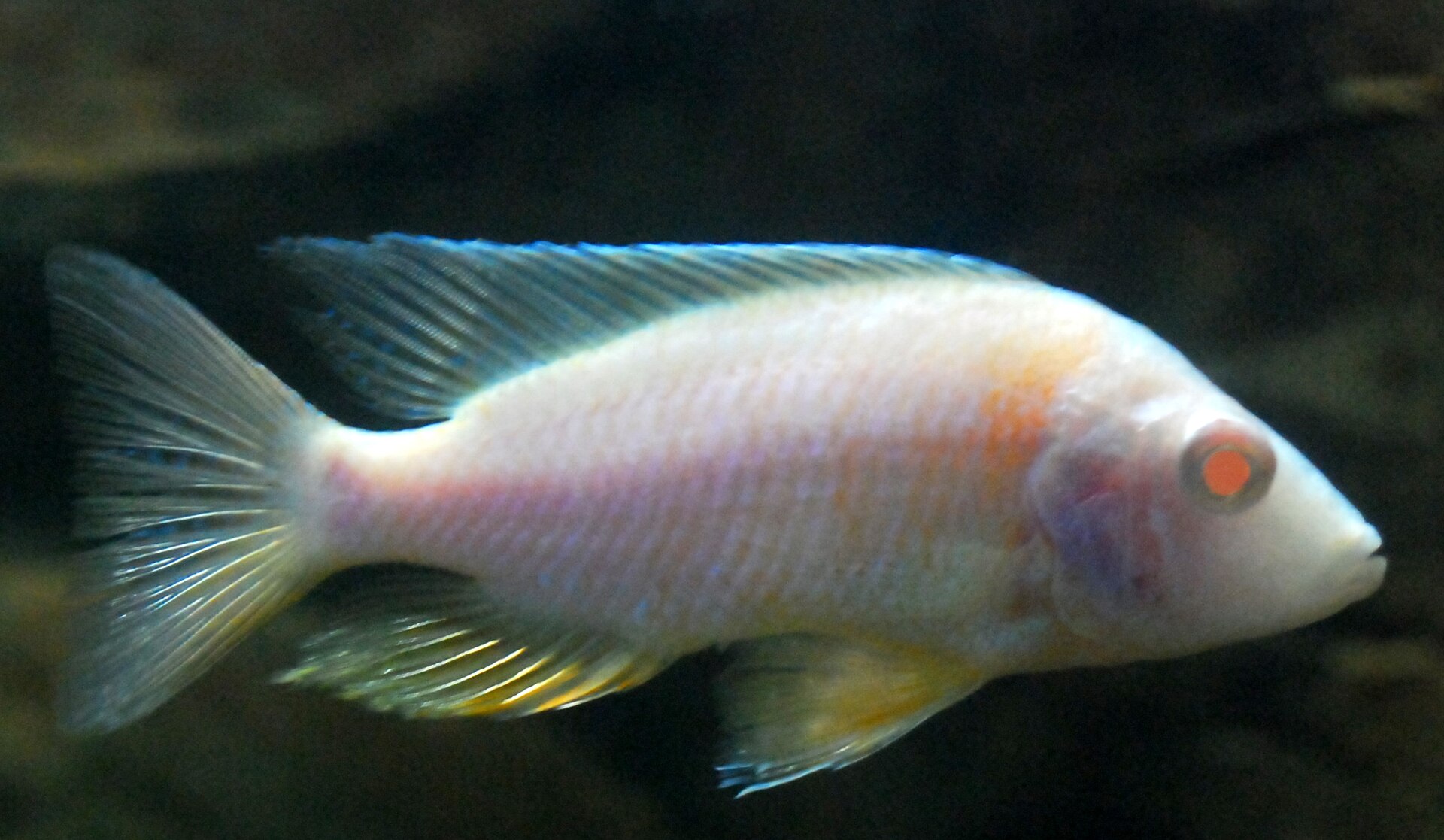 Close view of Peacock Cichlid (Aulonocara nyassae)
