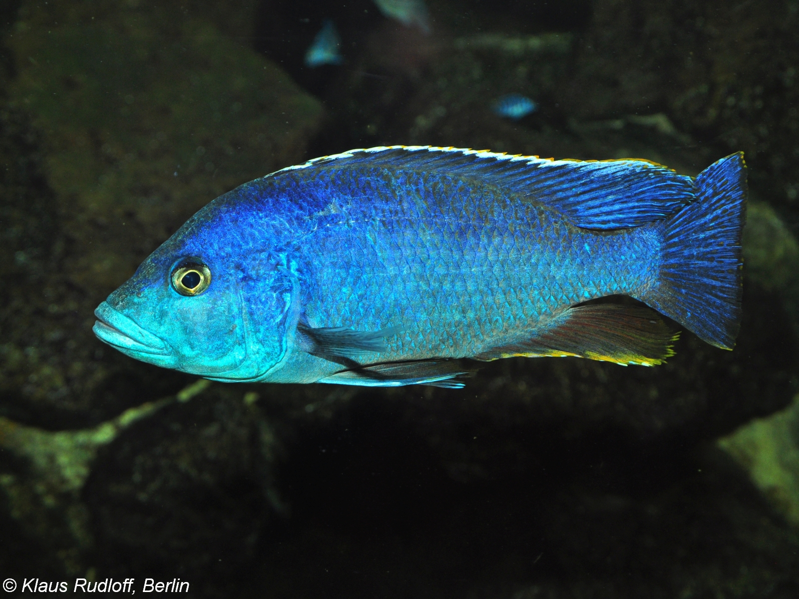 Peacock Cichlid (Aulonocara nyassae)