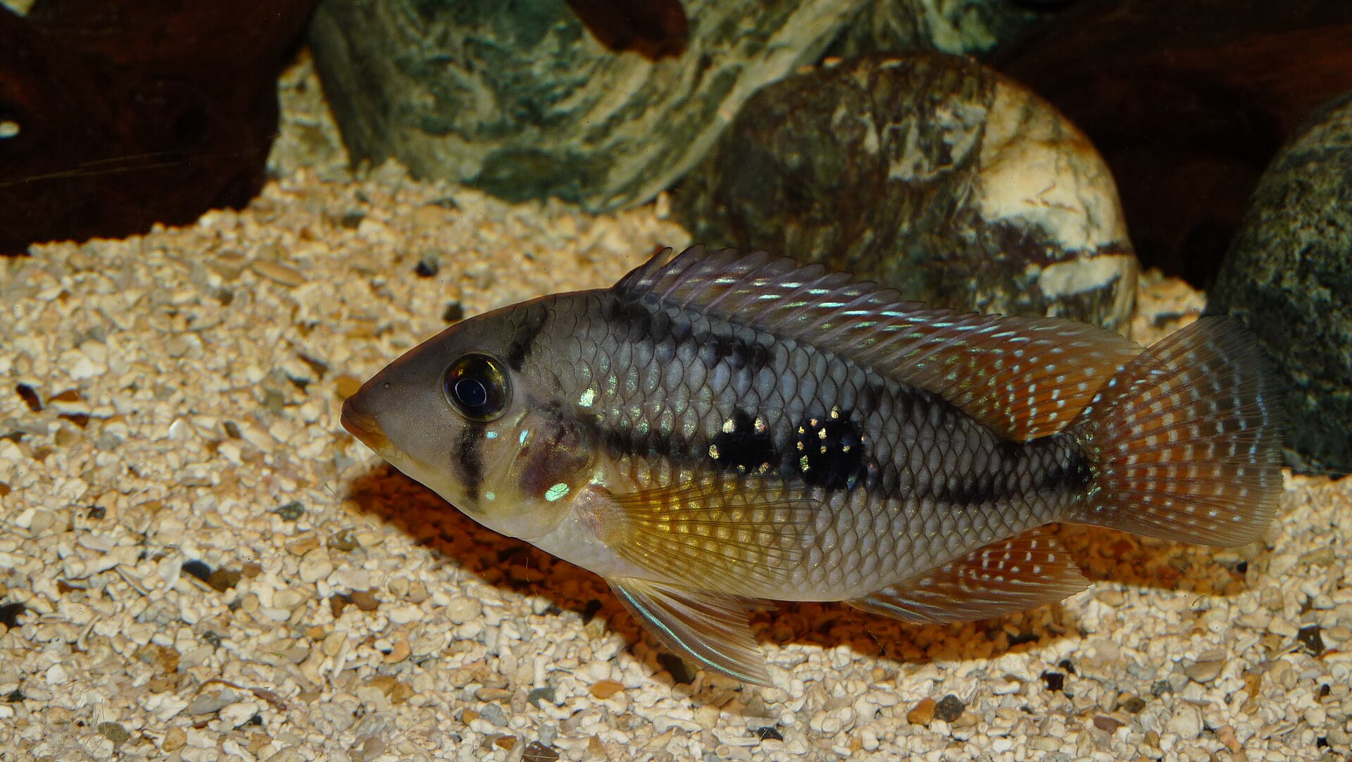 Pearl Cichlid (Geophagus brasiliensis)
