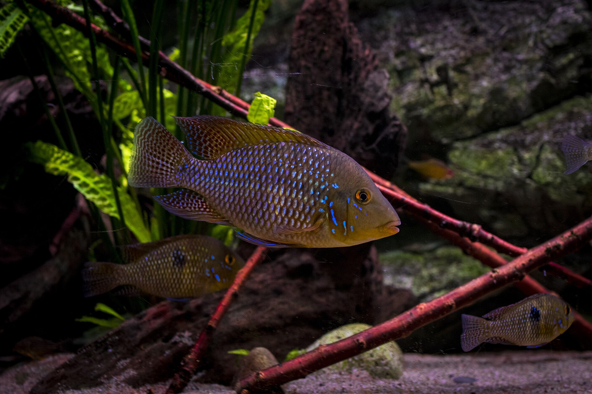 Pearl Cichlid (Geophagus brasiliensis)