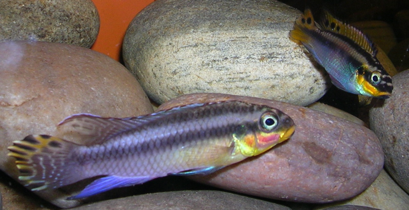 Close view of Pelvicachromis Taeniatus (Pelvicachromis taeniatus)