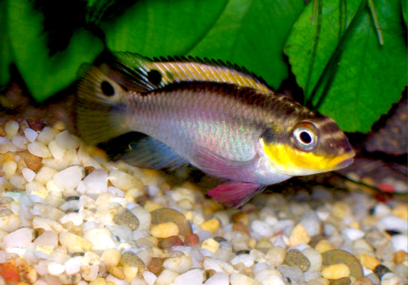 Pelvicachromis Taeniatus (Pelvicachromis taeniatus)