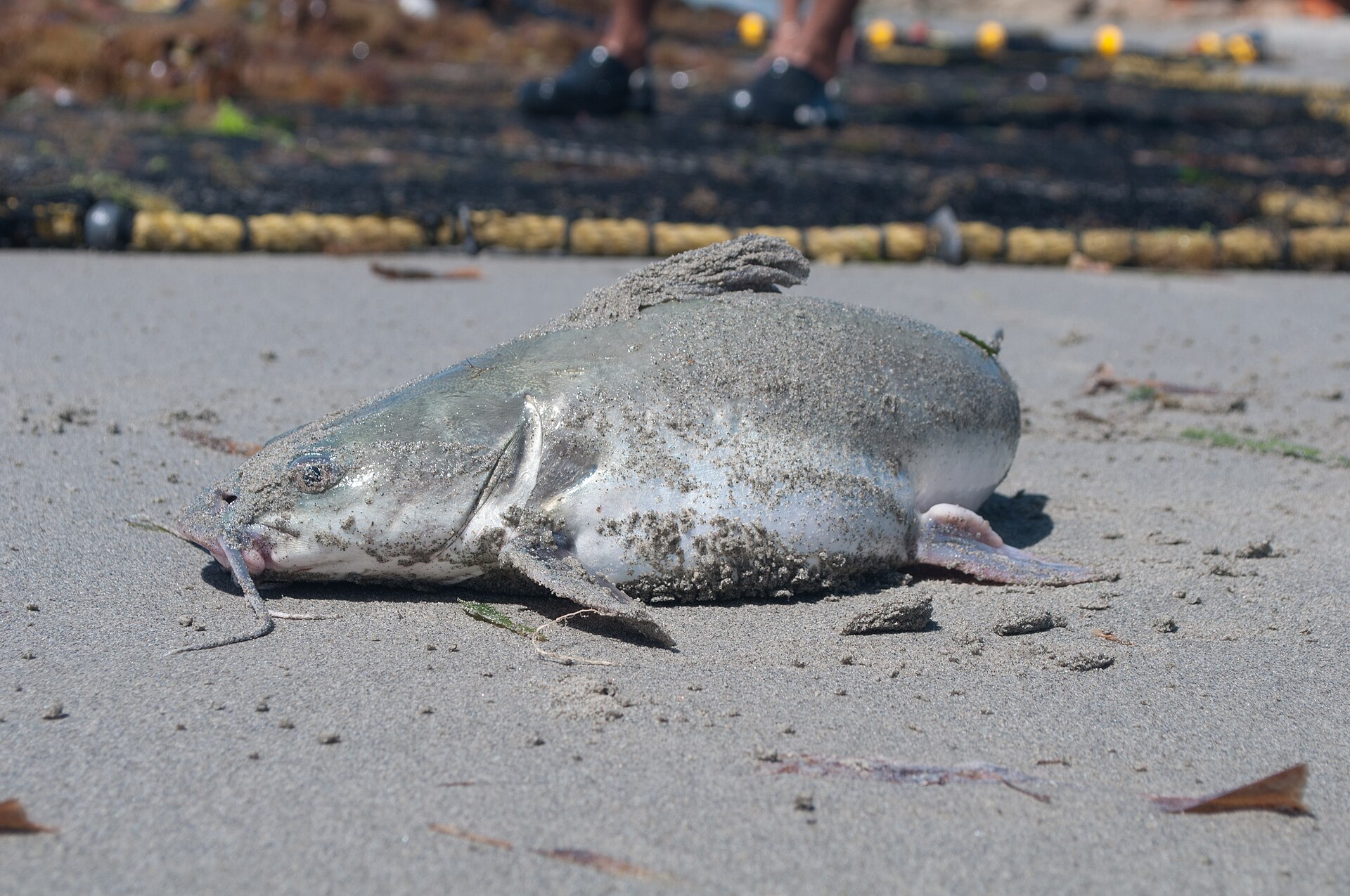 Pemecou Sea Catfish (Sciades herzbergii)