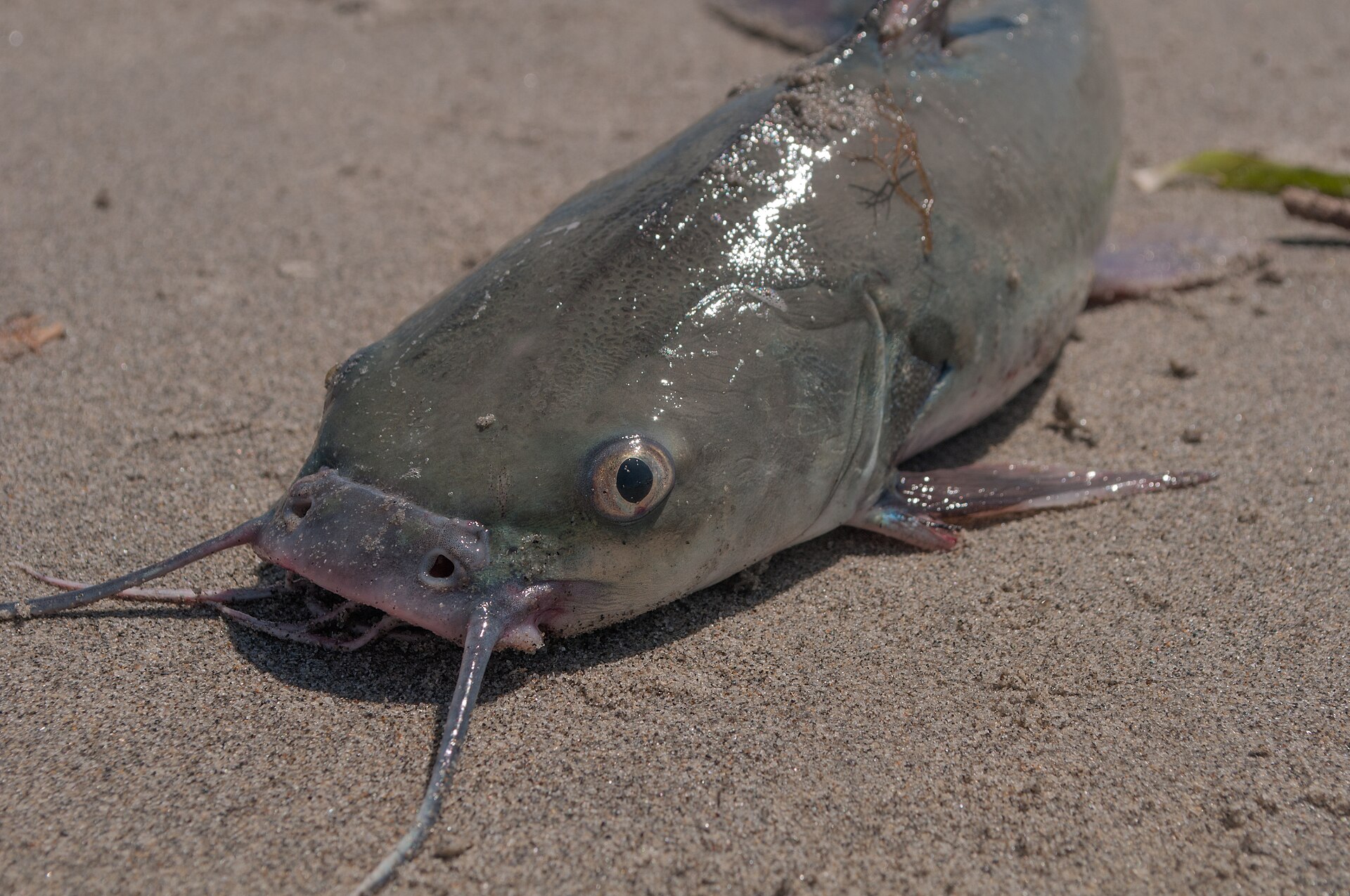 Pemecou Sea Catfish (Sciades herzbergii)