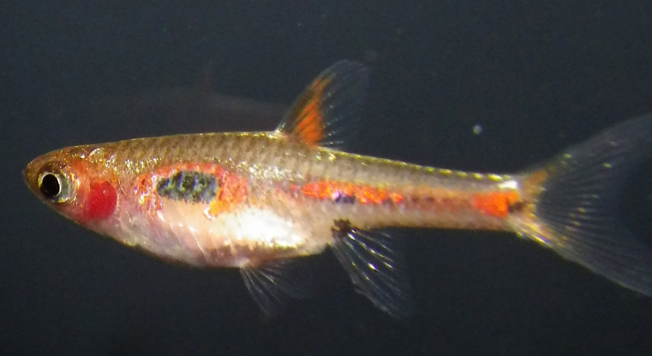 Phoenix Rasbora (Boraras merah)