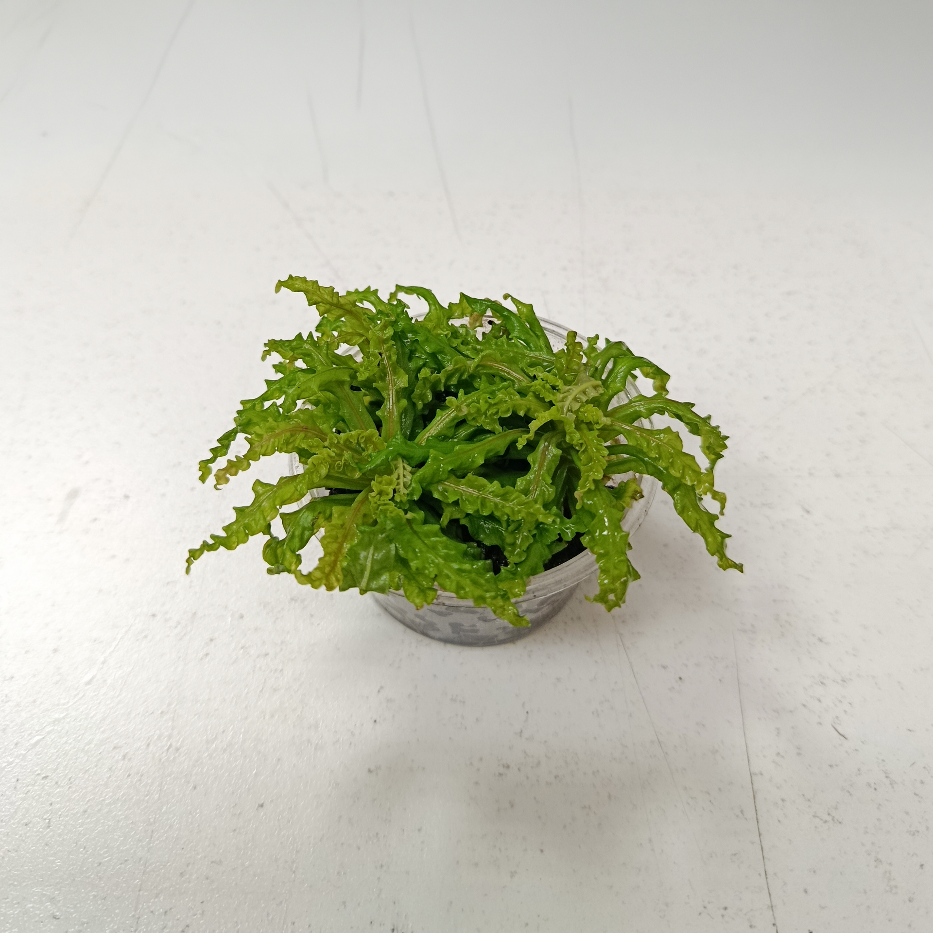 Pogostemon helferi aquarium plant