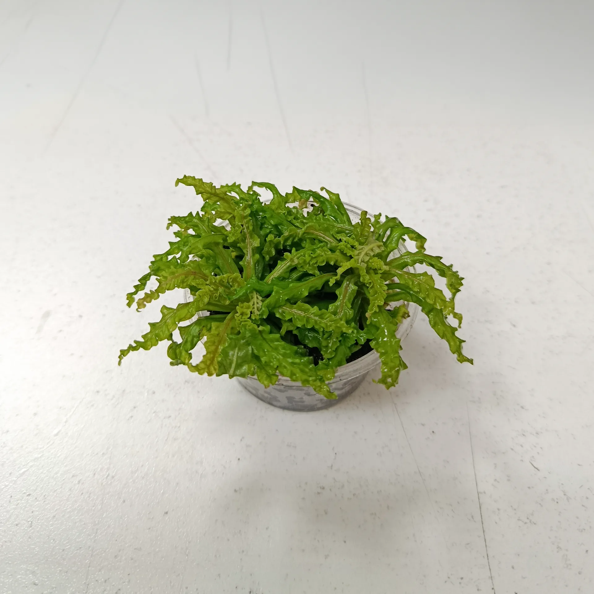 Pogostemon helferi aquarium plant