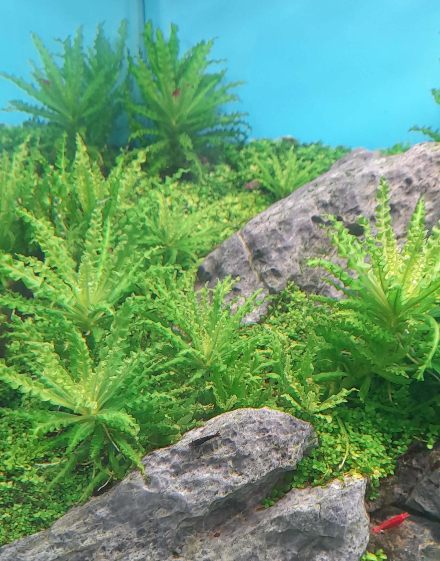 Pogostemon helferi aquarium plant