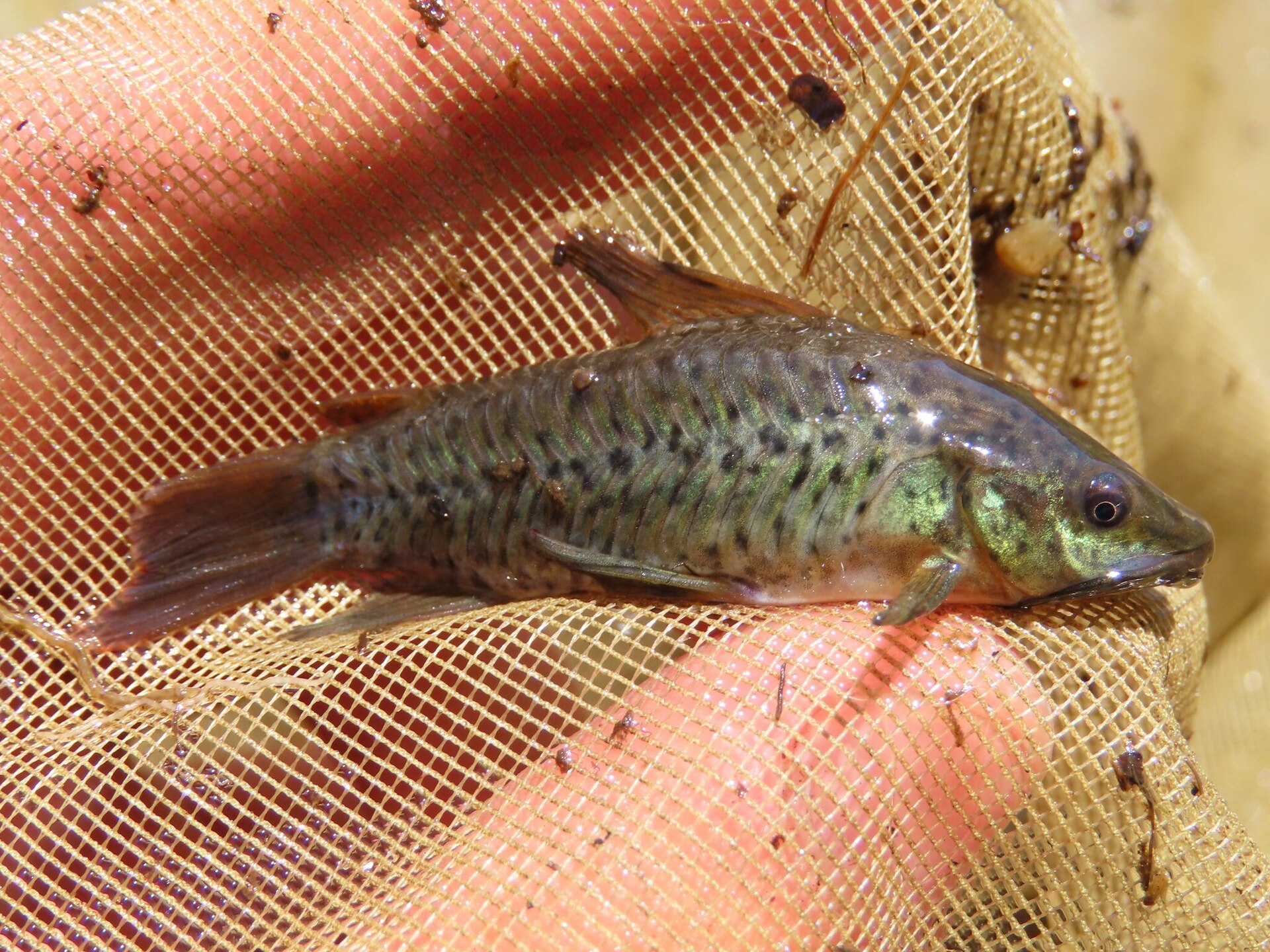 Port Hoplo (Hoplosternum littorale)