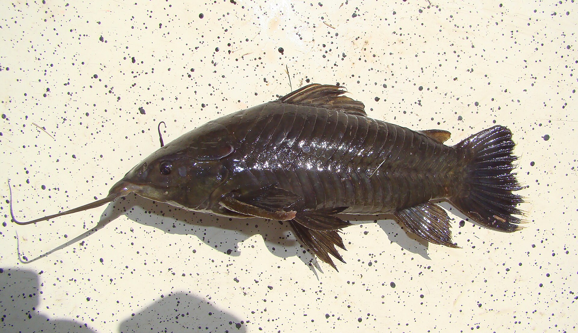 Port Hoplo (Hoplosternum littorale)