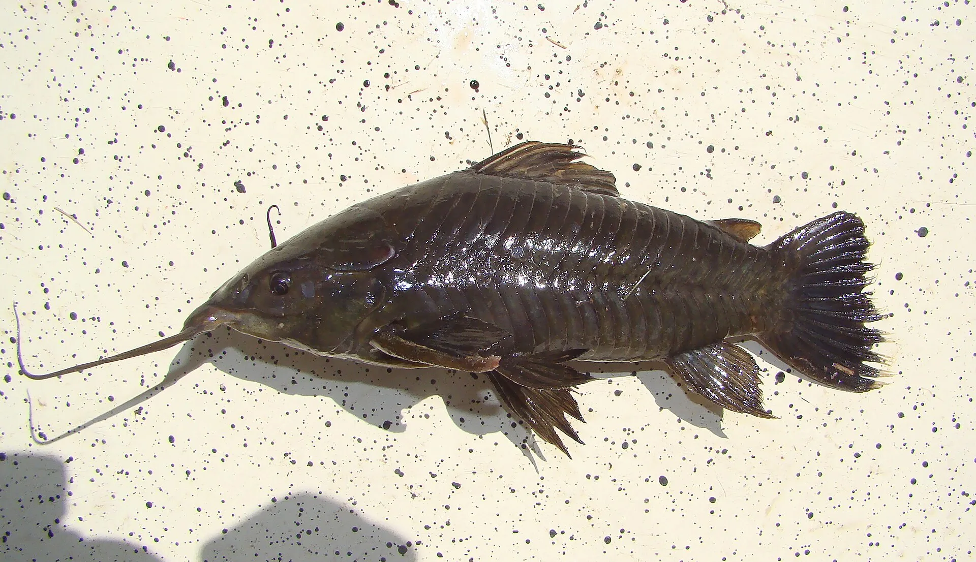 Port Hoplo (Hoplosternum littorale)