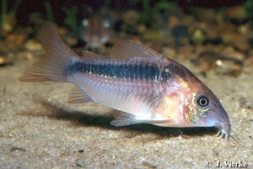 Rabauti Corydoras (Corydoras rabauti)