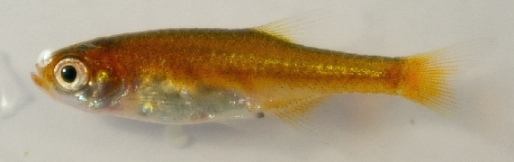 Red Microrasbora (Microrasbora rubescens)