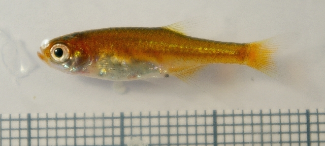 Red Microrasbora (Microrasbora rubescens)