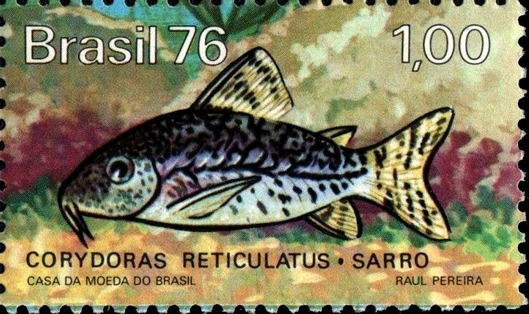 Reticulated Corydoras (Corydoras reticulatus)