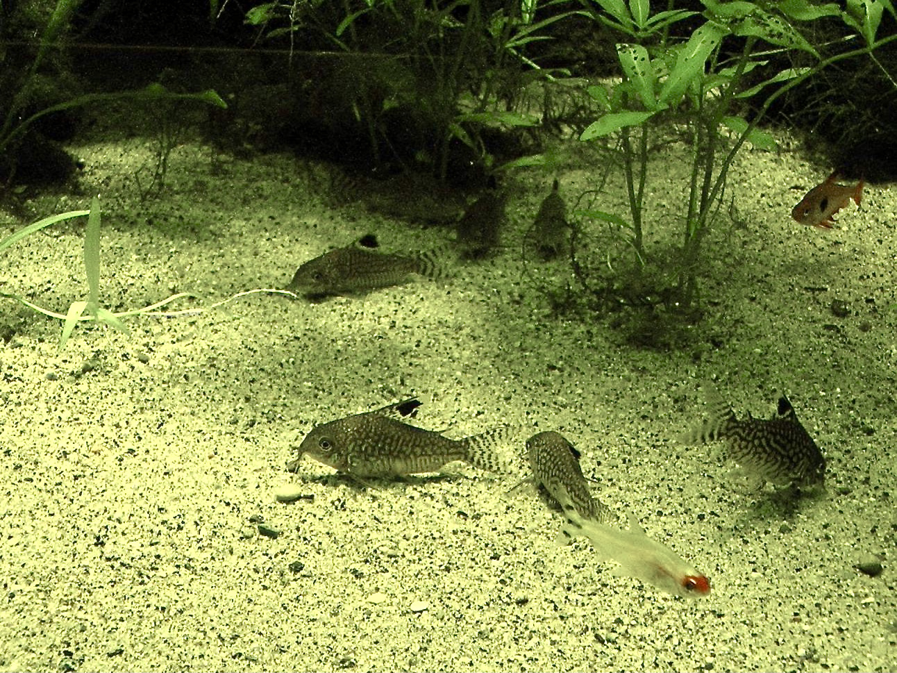 Reticulated Corydoras (Corydoras reticulatus)