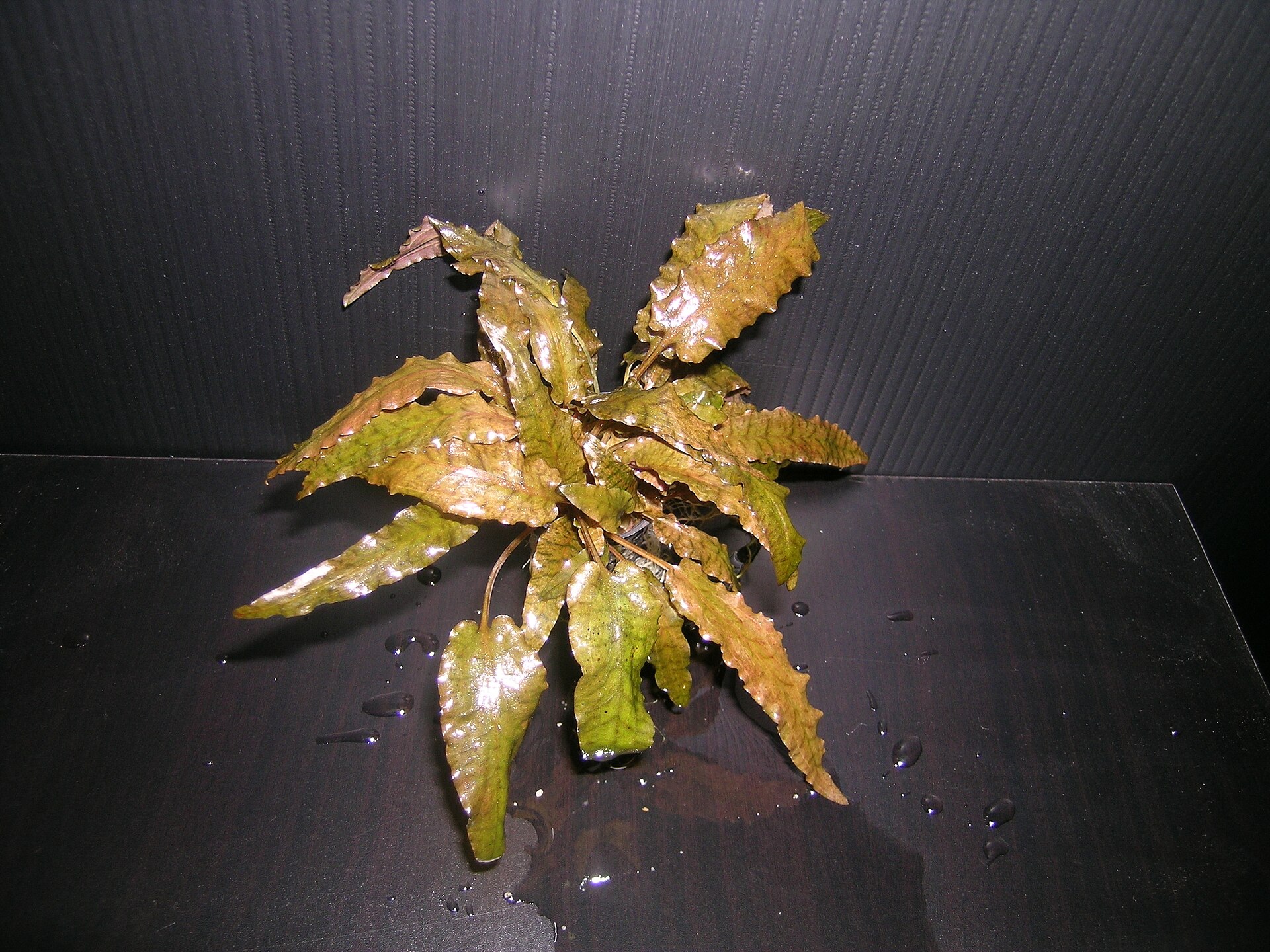 Root-feeding Cryptocoryne aquarium plant in substrate